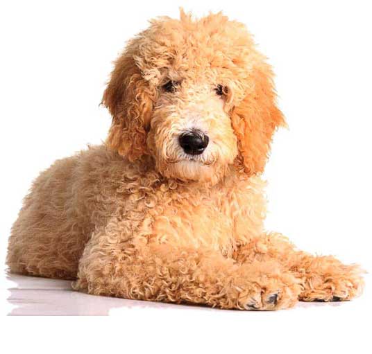 Goldendoodle