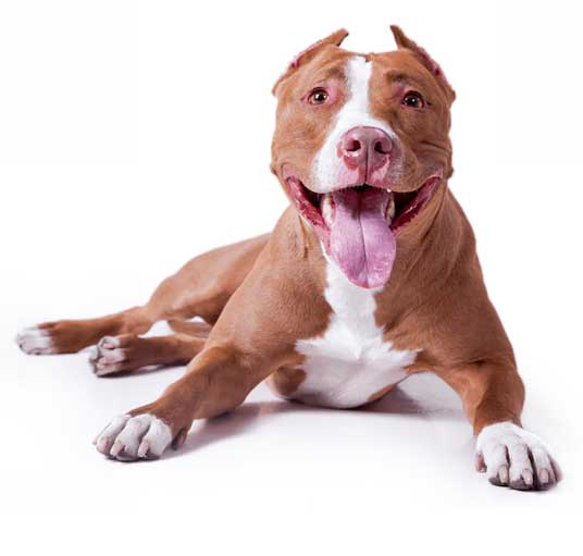 American Pit Bull Terrier