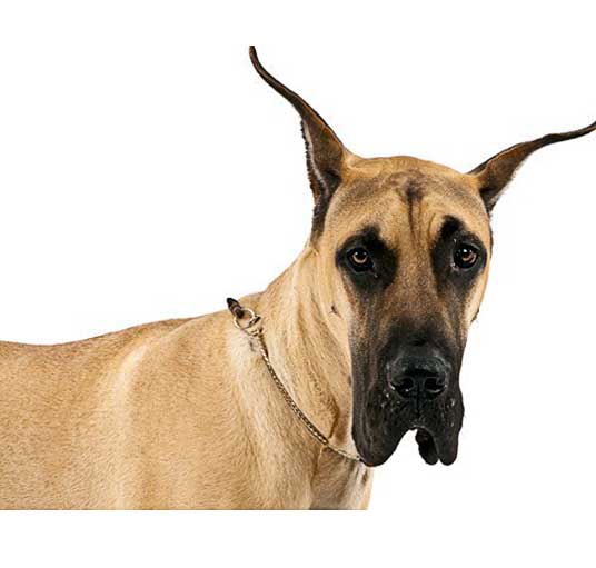 Great Dane