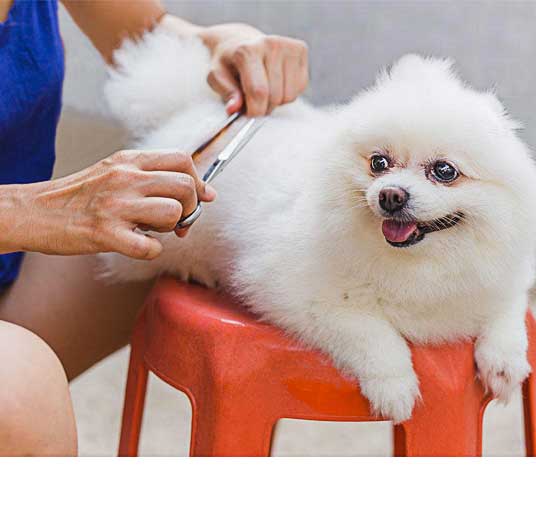 dog Grooming Emergencies