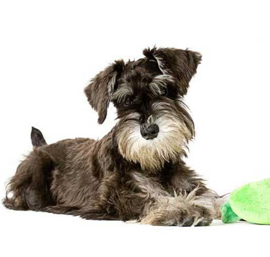 Miniature Schnauzer