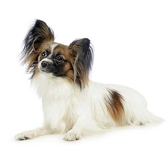 Papillon grooming