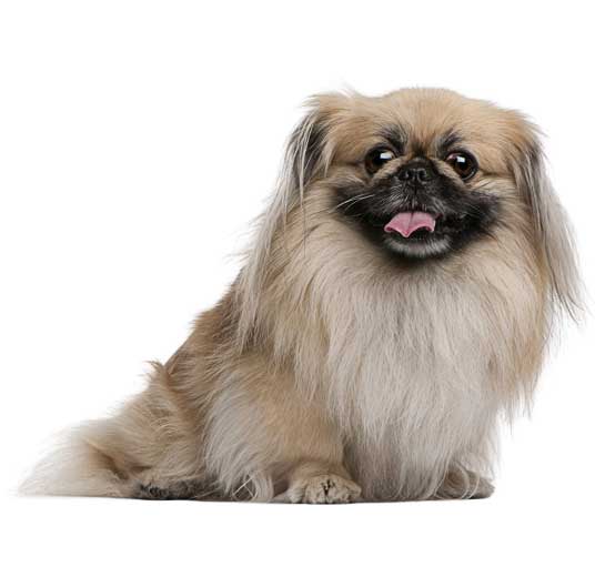 Pekingese