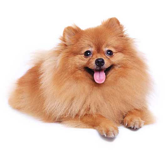 Pomeranian dog