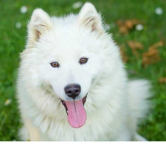 Samoyed