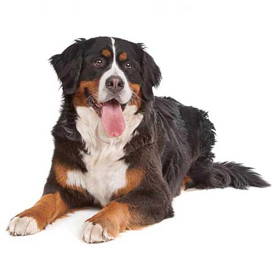 Bernese Mountain Dog