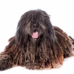 how to groom a bergamasco at home