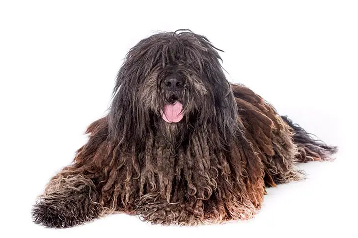 how to groom a bergamasco at home