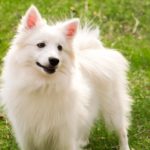 how to groom an american eskimo dog at home