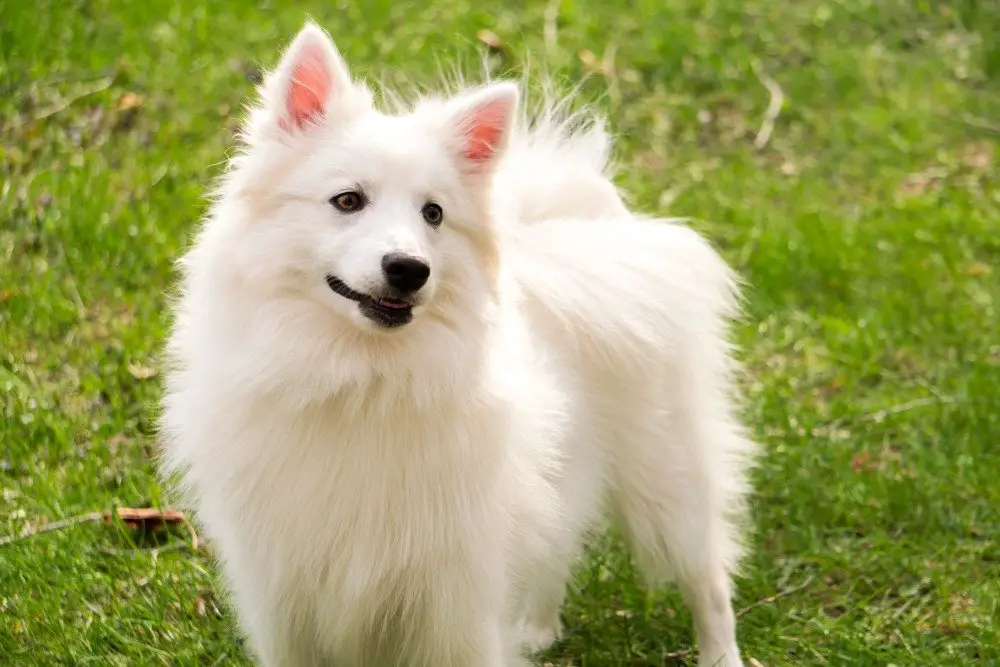how to groom an american eskimo dog at home