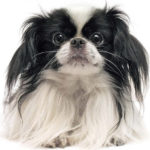 how to groom a japanese chin like a pro 