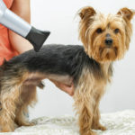 how to groom a silky terrier like a pro