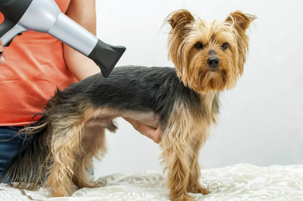 how to groom a silky terrier like a pro