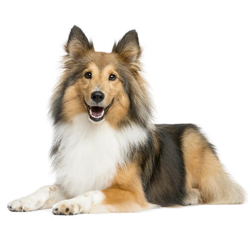 shetland sheepdog grooming