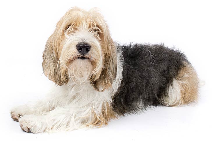 coat care for a grand basset griffon vendeen