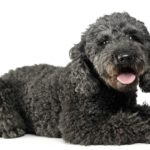 bathing and drying a pumi