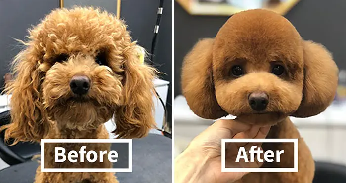 how to create a round head style on your dog