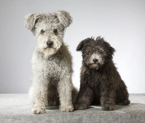 how to groom a pumi at home
