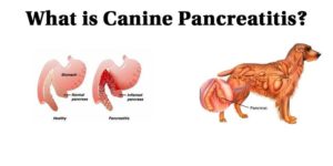 what causes pancreatitis in dogs