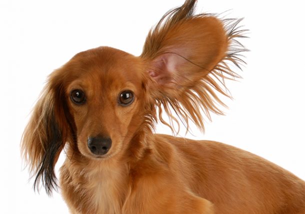 what ear style to choose when grooming a dog