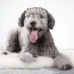 trimming the feet of a pumi