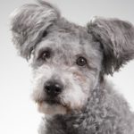 trimming the head of a pumi