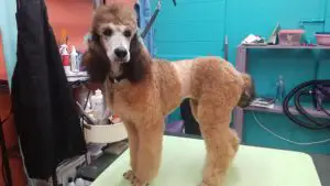 dutch trim for your poodle