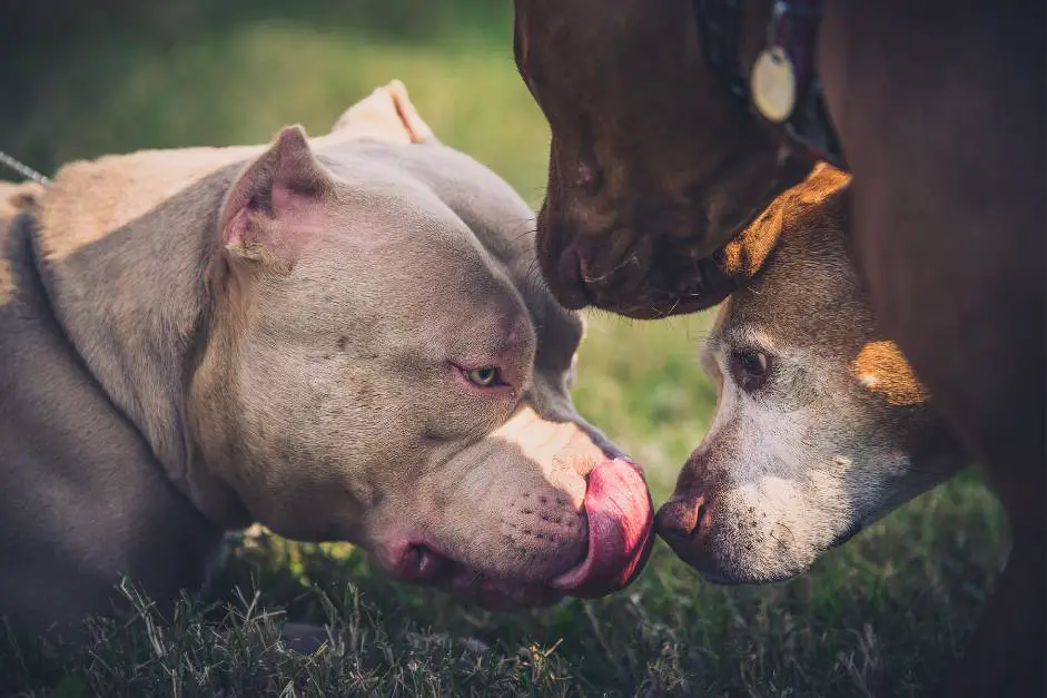 For What Reason Do Dogs Lick Each Other's Privates
