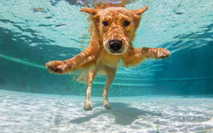 How Much Exercise Does A Golden Retriever Need?