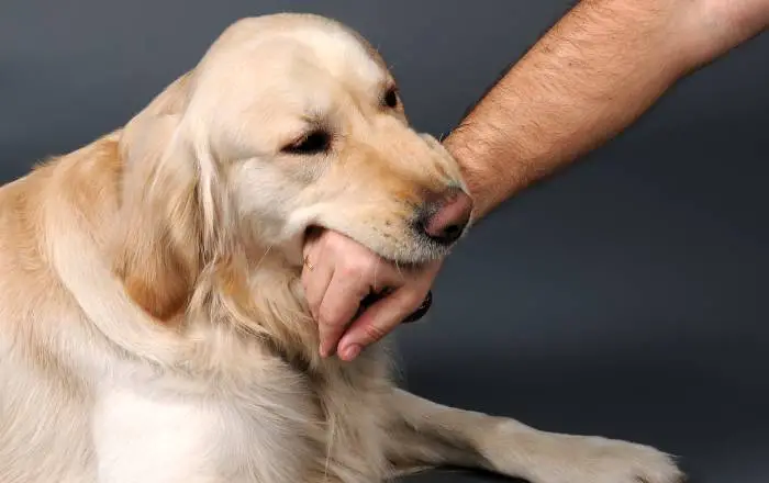 How To Avoid Dog Bites While Grooming