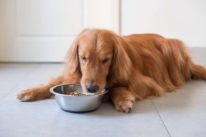 Signs Of Cancer In Golden Retrievers