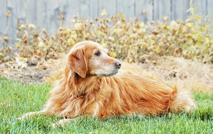 When To Neuter Or Spay A Golden Retriever