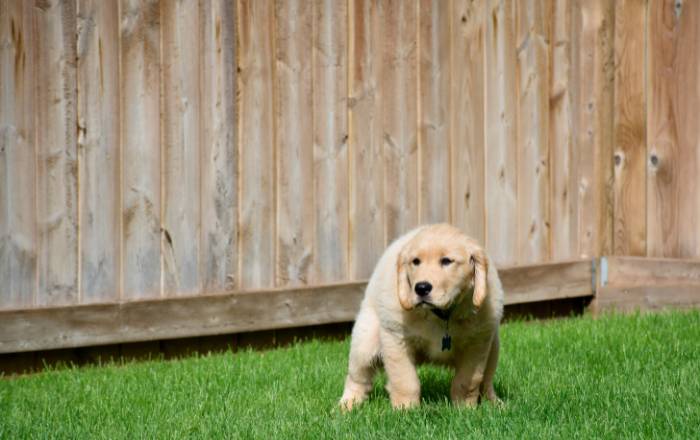 Why Do Golden Retrievers Get Cancer