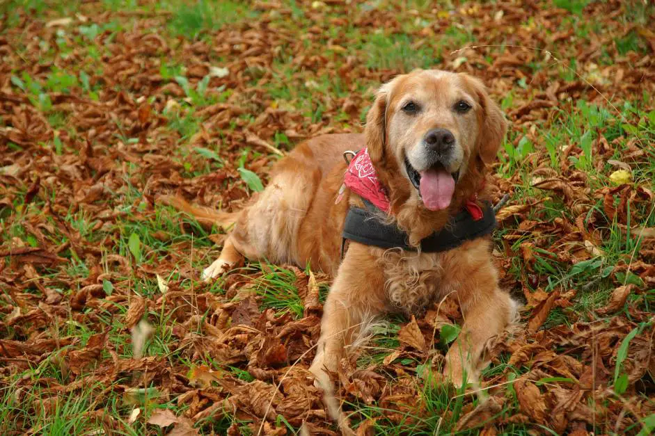 Why Exercise Is Crucial For Golden Retrievers?